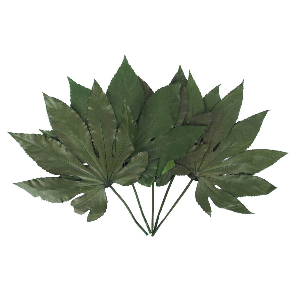 Preserved natural foliage and greenery including salal and ruscus for floral arrangements
