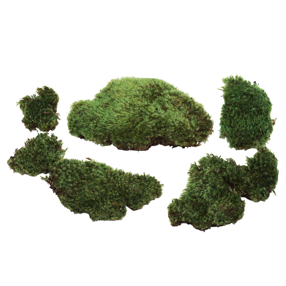 Natural preserved moss including sheet moss, reindeer moss, and Spanish moss for floral design