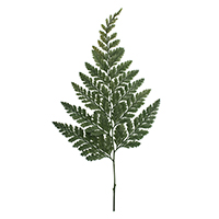 Preserved natural ferns including leather fern and Boston fern for floral arrangements