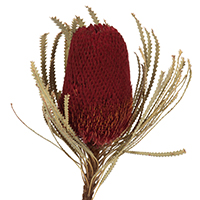 Dried natural flowers including roses, lavender, and wildflowers for floral design