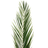 Preserved palm leaves and tropical branches including fan palm and tropical foliage