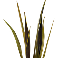 Natural wood branches, birch stems, and driftwood for rustic floral design and home decor